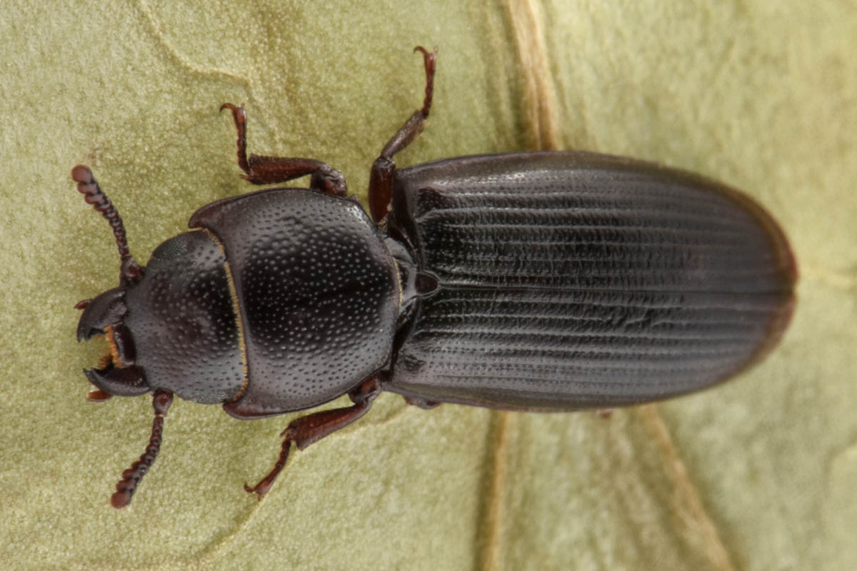 Trogositidae: Tenebroides sp?  Sì, Tenebroides cfr. mauritanicus